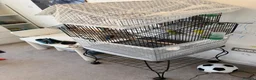 Budgerigars birds for sale: Budgies with Huge Cage and all other accessories in Coventry - Advert 2
