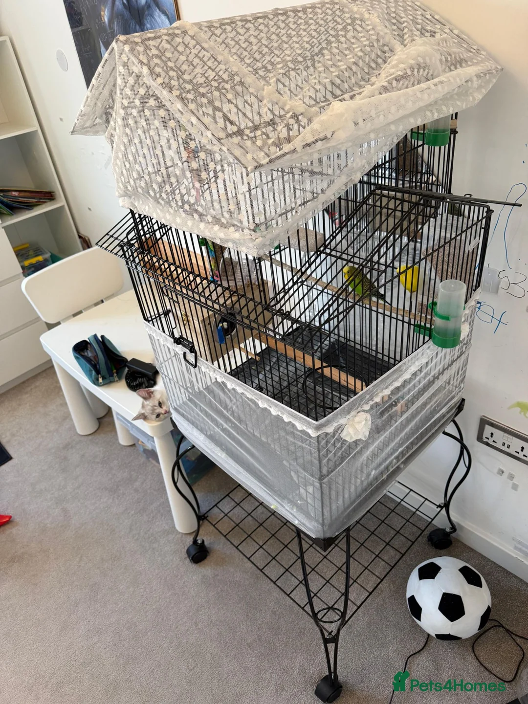 Budgerigars birds for sale: Budgies with Huge Cage and all other accessories in Coventry - Advert 2