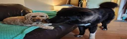 Caucasian Shepherd Dog dogs for sale: ***FERN RESCUE* 1 YR OLD CAUCASIAN SHEPARD in Glasgow - Advert 10
