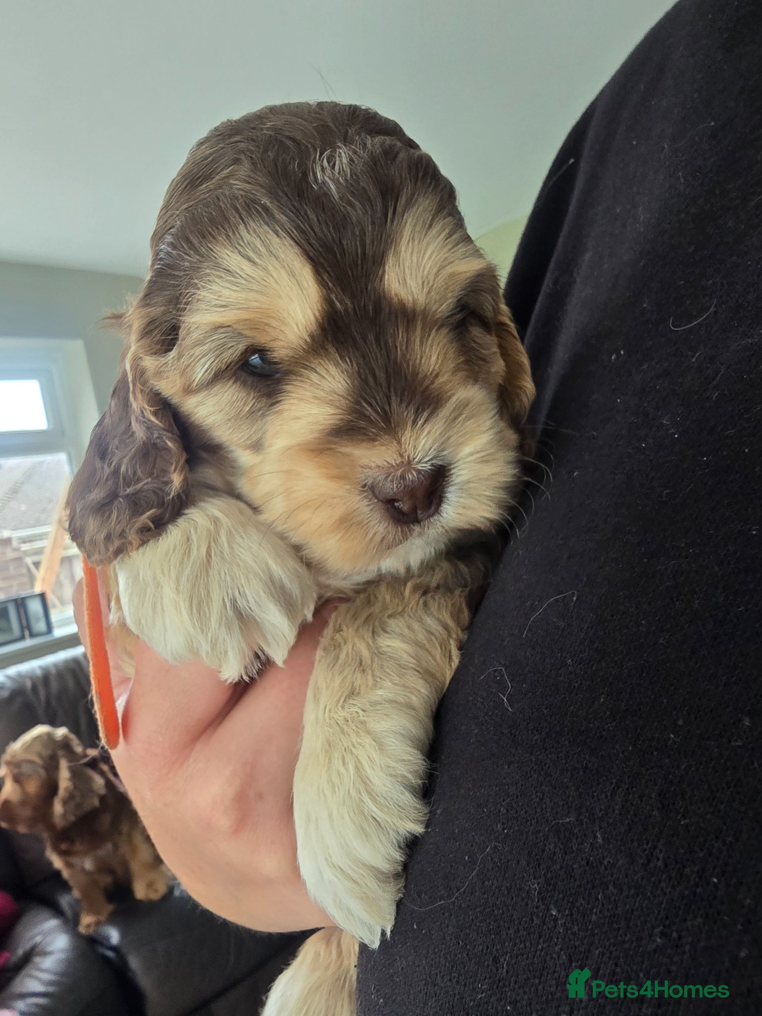 Cockapoo dogs SHOW F1 cockapoos licensed breeder  - Advert 2