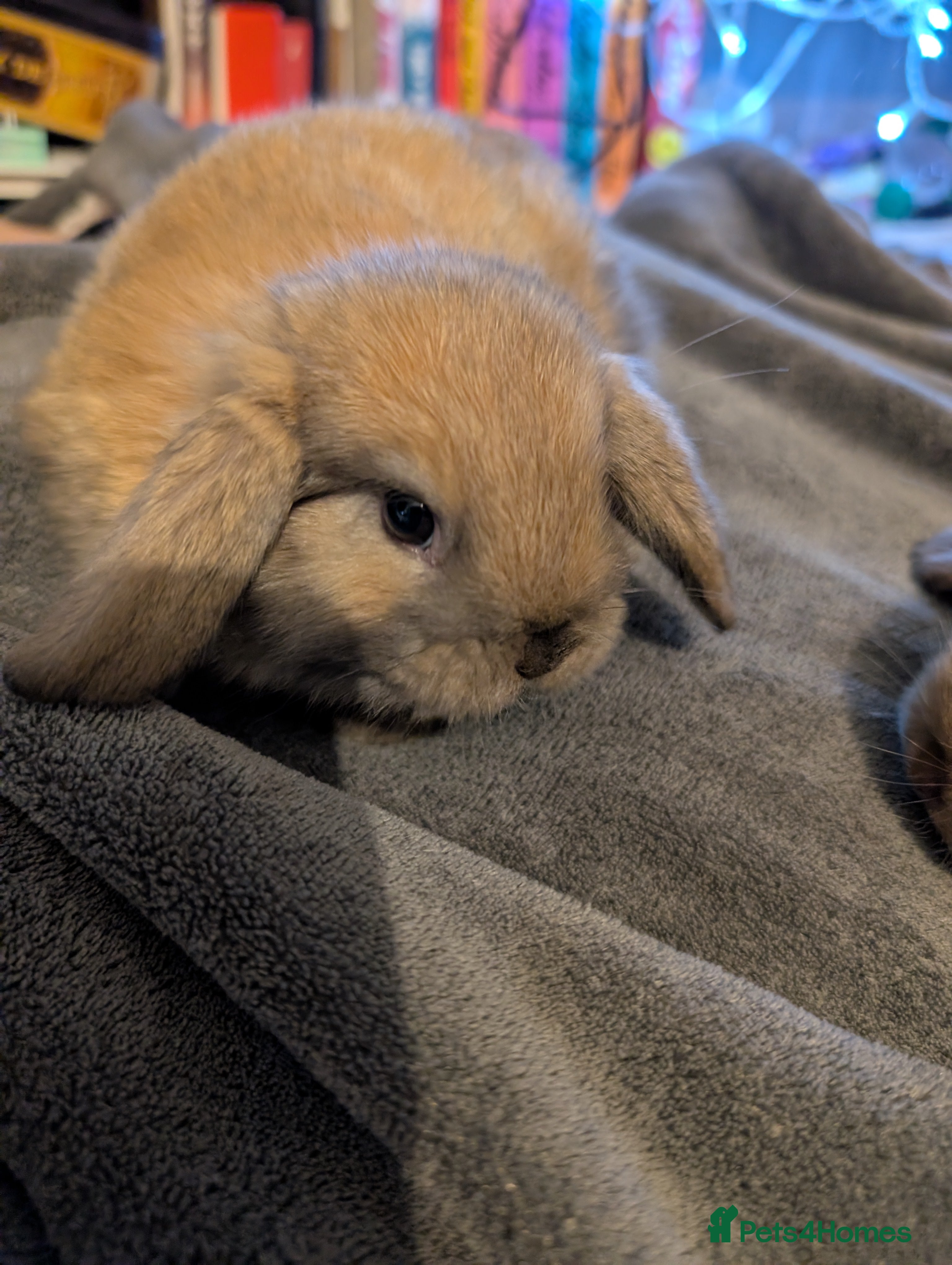 Mini Lop rabbits Five female Mini lops for sale - Advert 1