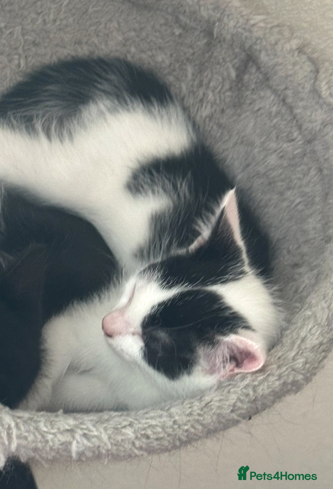 Mixed Breed cats for sale: Lil cuties need their forever homes  - Image 6