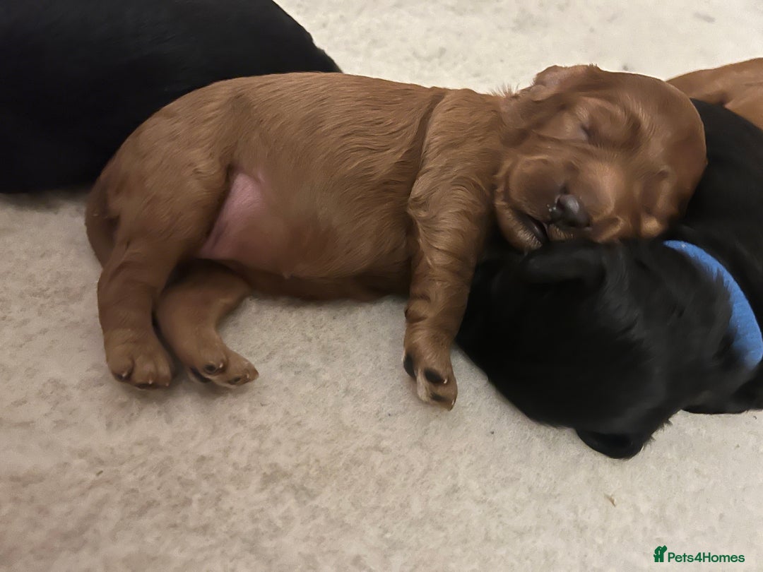 Cavapoo dogs for sale: Cute cavas for best homes only!  - Image 12