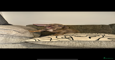 English Bulldog dogs - Advert 1