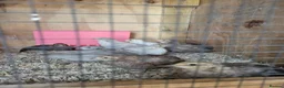 Quail poultry for sale: 6 week old sexed jumbo quail. - Advert 3