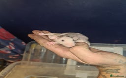 Rat rodents for sale: Dumbo and rex - Image 5