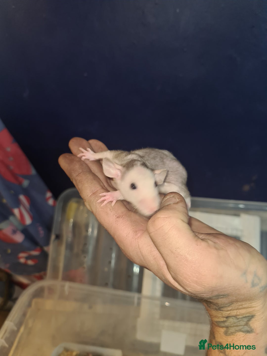 Rat rodents for sale: Dumbo and rex - Image 5