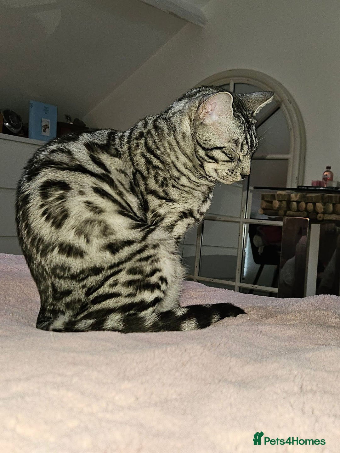 Bengal cats for sale: Sensational Silver Bengal boy requires new family  - Image 31