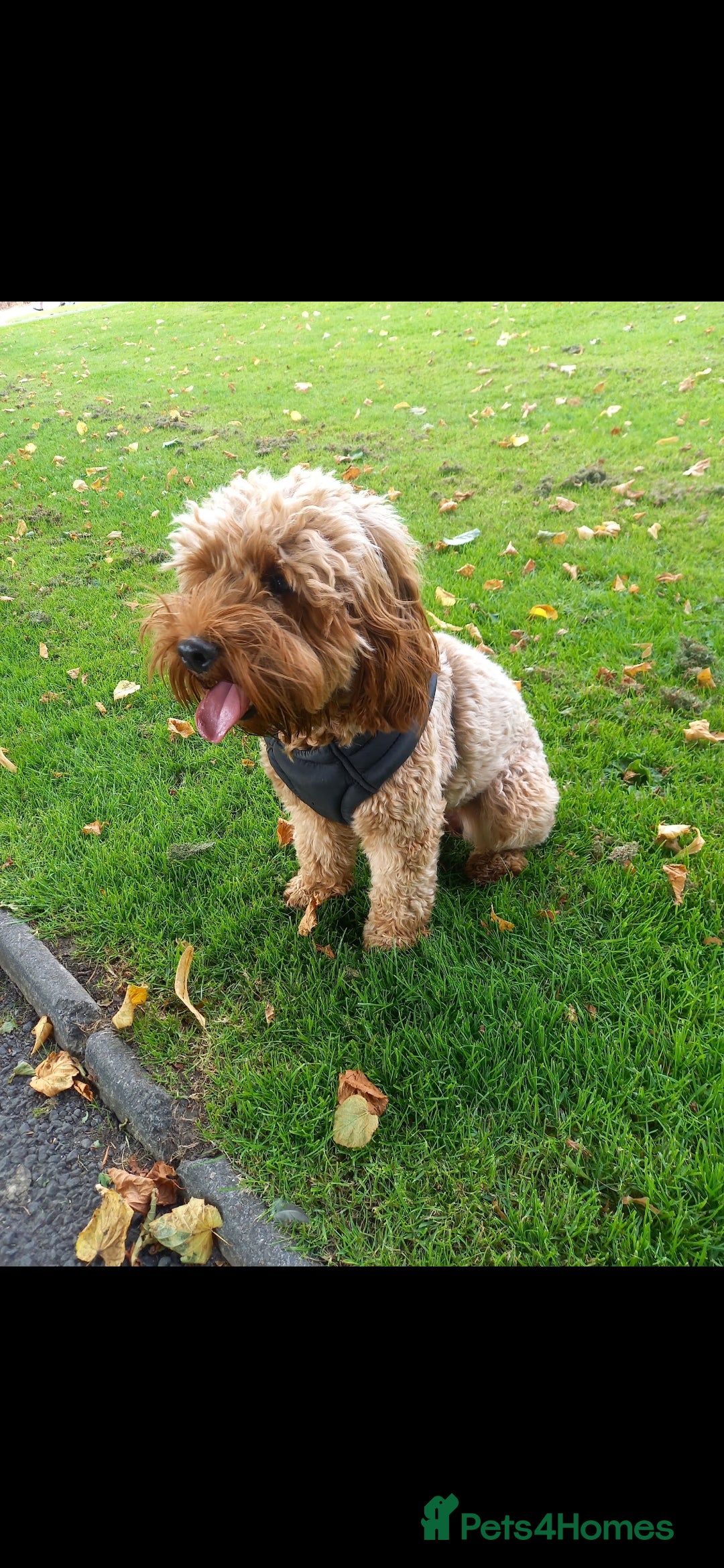 Cockapoo dogs for sale: F2 Cockapoo - Advert 16