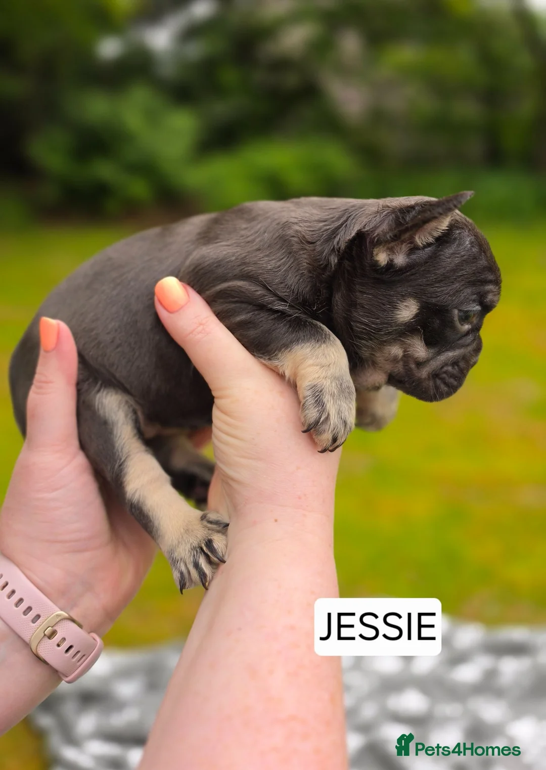French Bulldog dogs for sale: French Bulldog - Cocoa/Tan Female - Advert 2