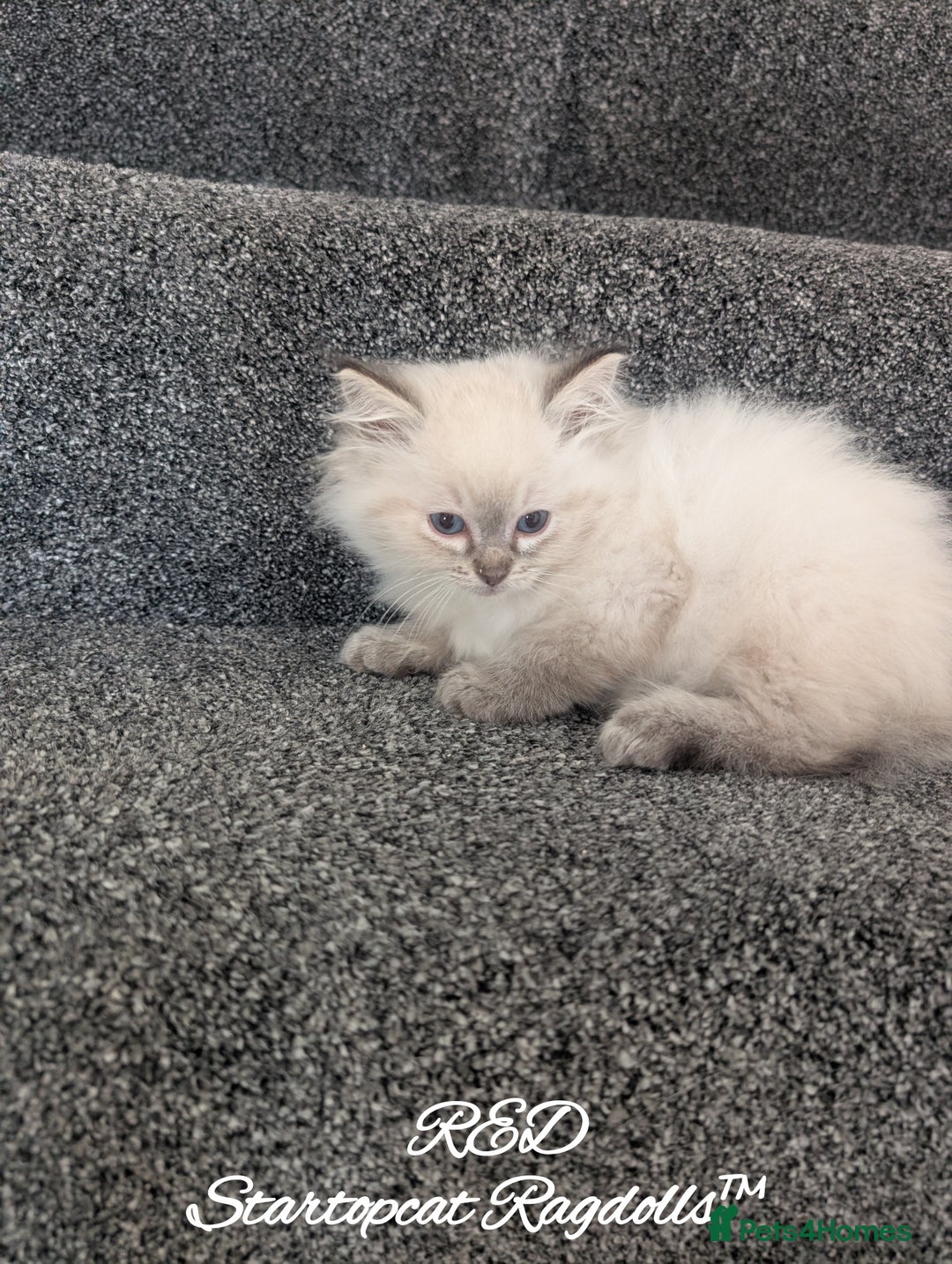 Ragdoll cats for sale: GCCF Pedigree Ragdoll Kittens Champion Lines - Advert 25