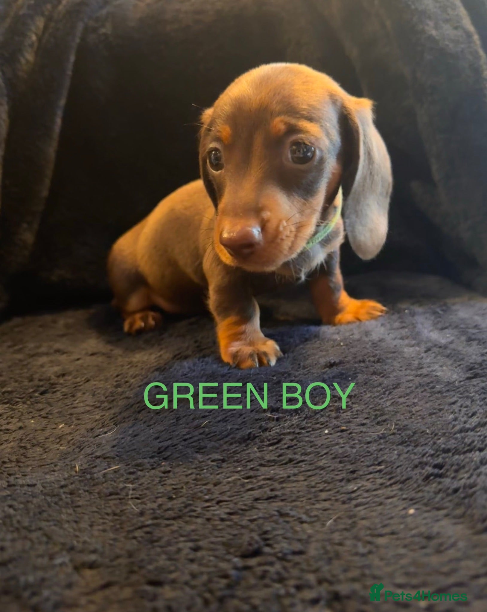 Miniature Dachshund dogs Miniature dachshund  - Advert 9