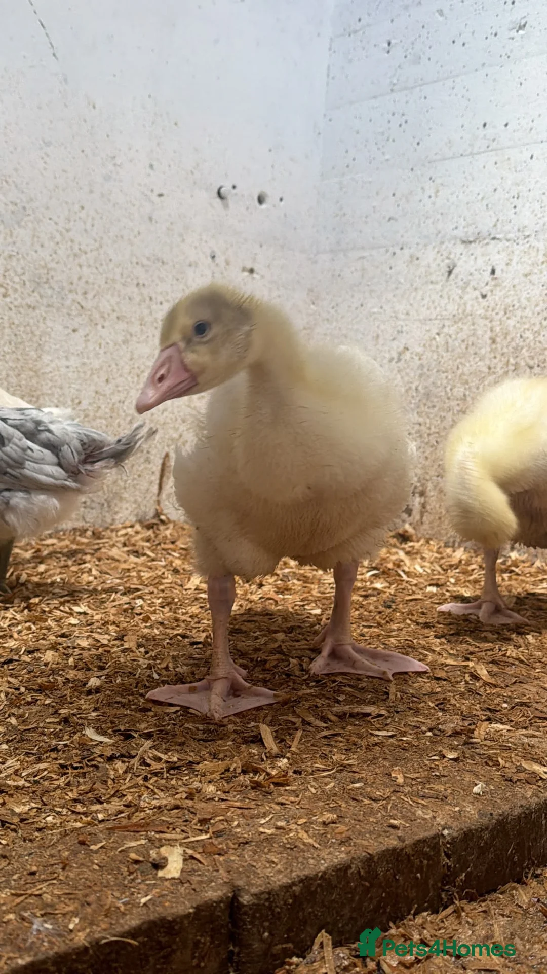 Geese poultry for sale: Emden goslings  - Advert 2