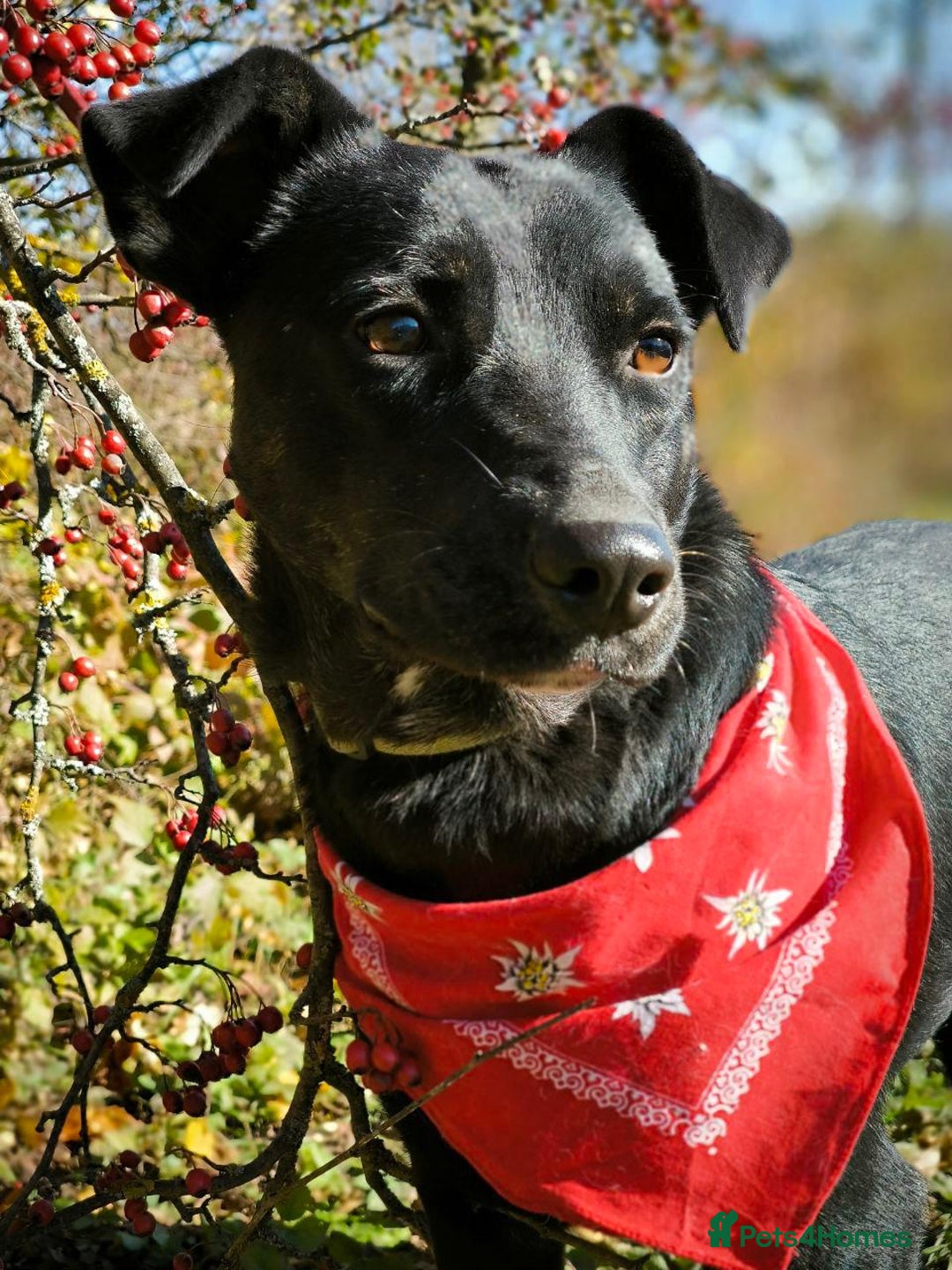 Mixed Breed dogs for adoption: ❤️Blacky❤️1.5 yo upper-medium girl-Labrador cross - Advert 2