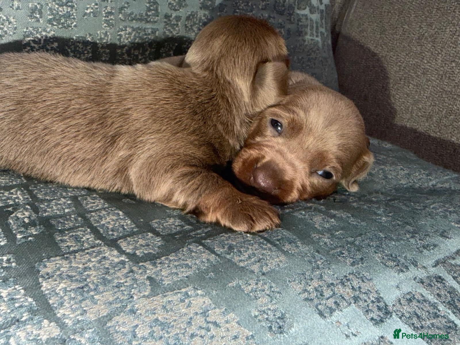 Miniature Dachshund dogs (Last 2 boys )Miniature dachshund Puppies - Advert 8