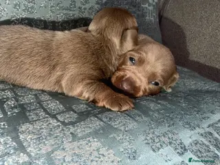 Miniature Dachshund dogs (Last 2 boys )Miniature dachshund Puppies - Advert 8