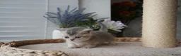 Munchkin cats for sale: ⚜️Rare munchkins⚜️ - Advert 22