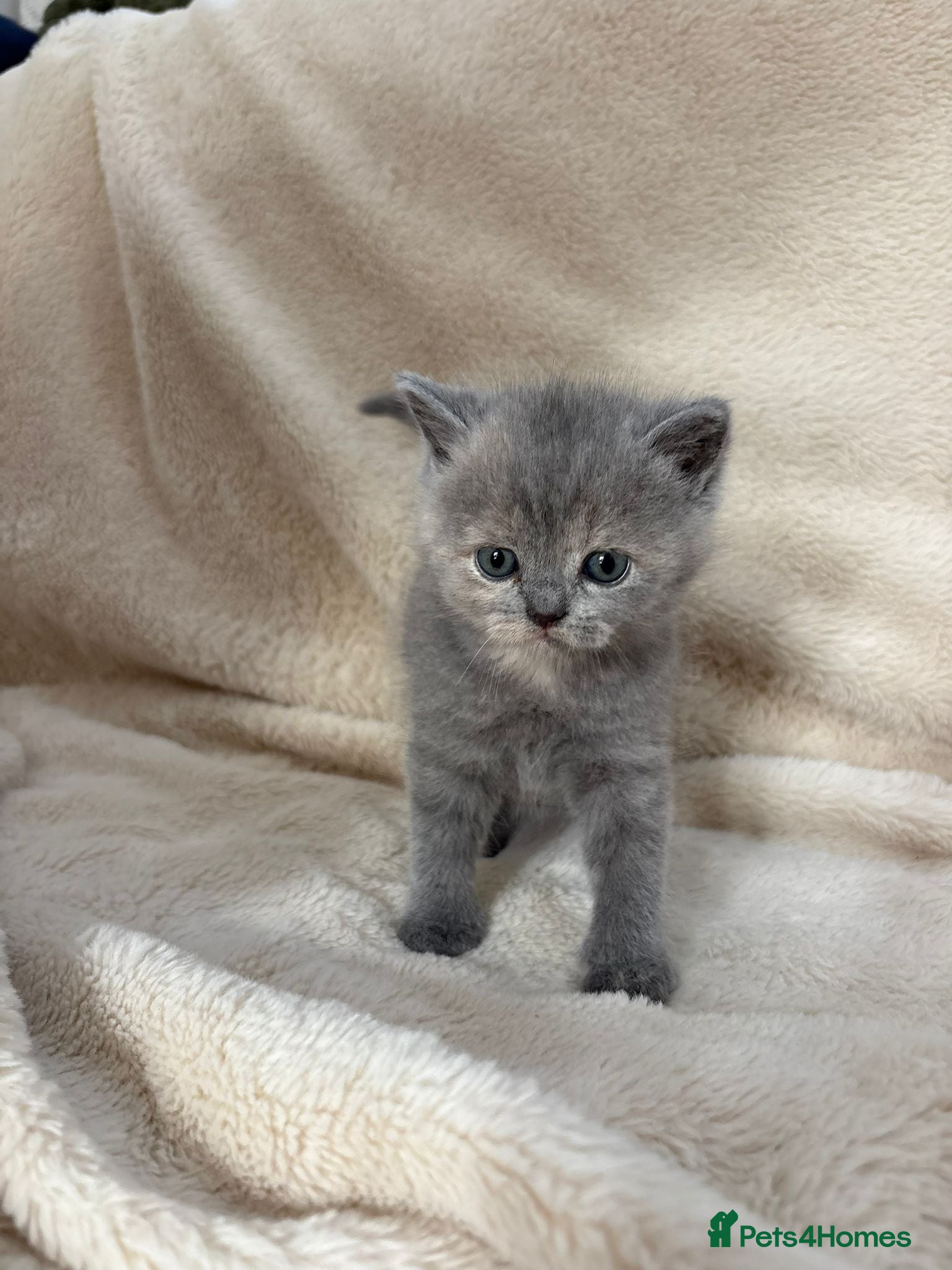 British Shorthair cats Beautiful British Shorthair Kittens Available  - Advert 2