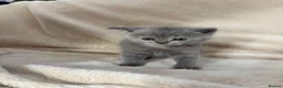 British Shorthair cats for sale: Beautiful British Shorthair Kittens Available  - Advert 6