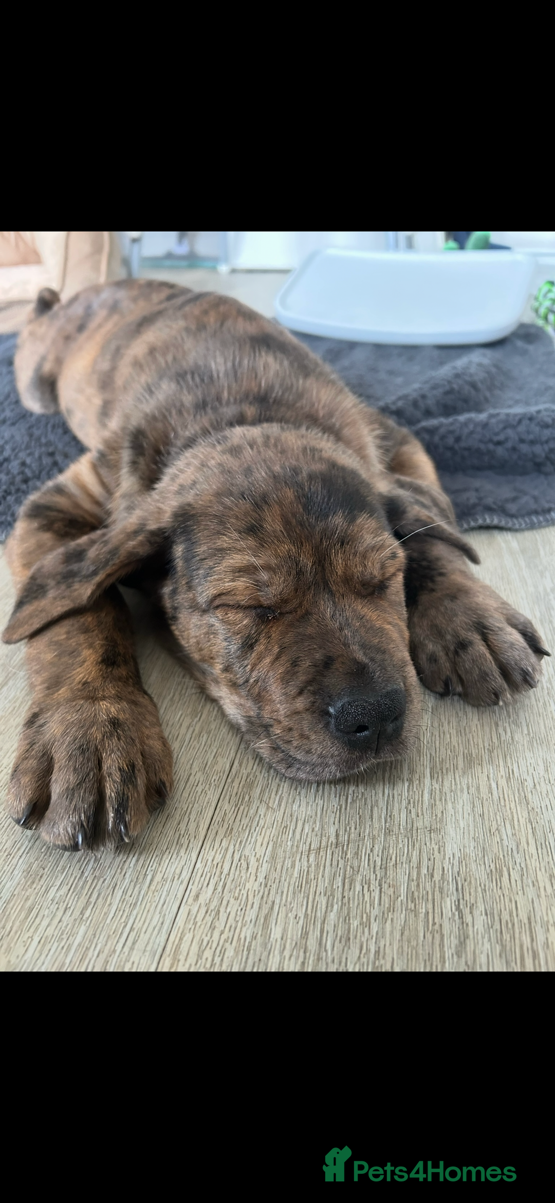 Mixed Breed dogs for sale: Beautiful Cane Corso X Rottweiler Puppy - Advert 2