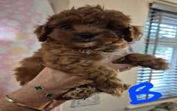 Cockapoo dogs for sale: Cockapoo F1b mini - Image 10