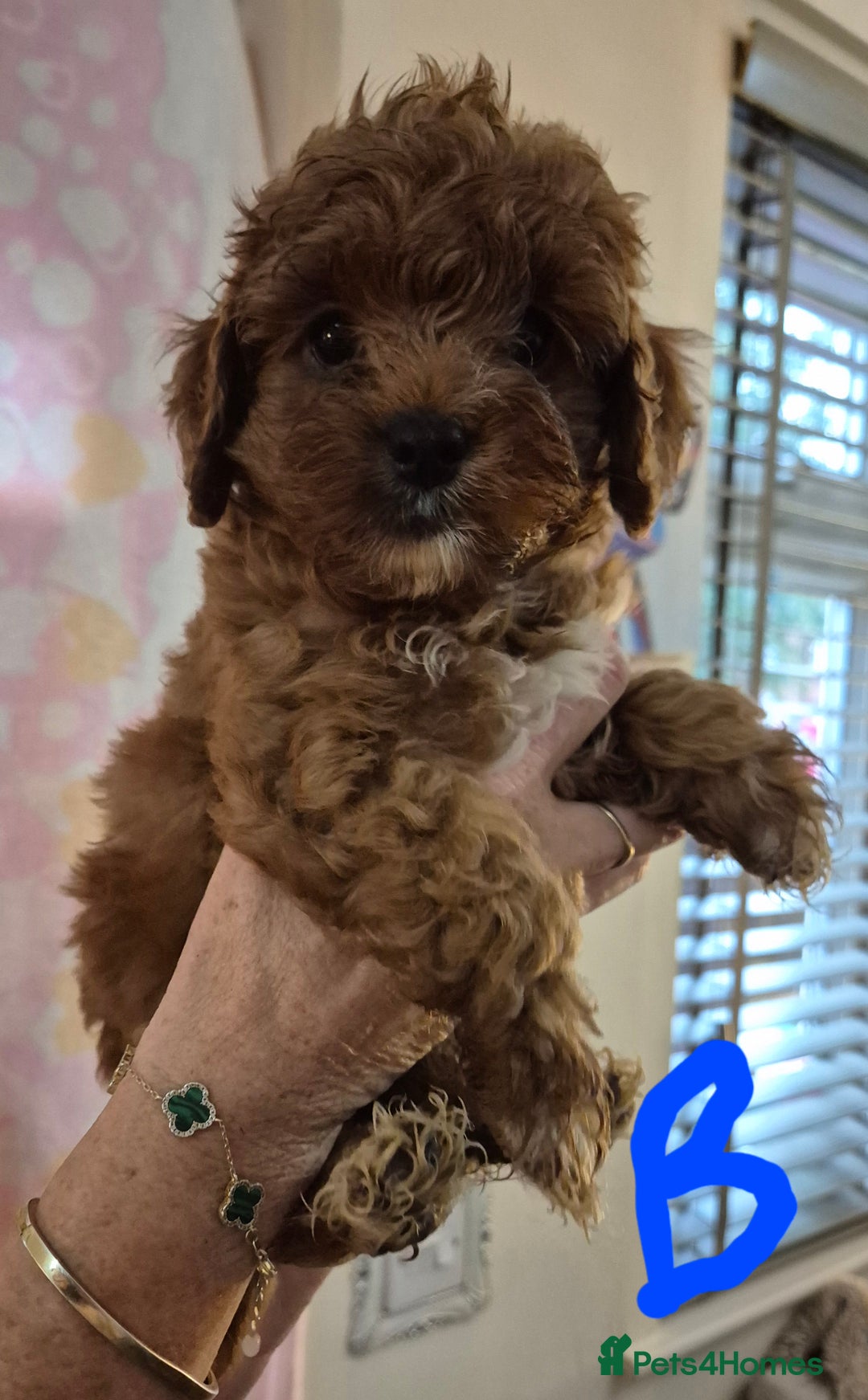 Cockapoo dogs for sale: Cockapoo F1b mini - Image 10