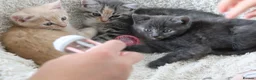 Siberian cats for sale: Beautiful Siberian Kittens-3 Boys-Hypoallergenic - Advert 16
