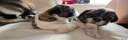 Shih Tzu dogs for sale: Beautiful Purebred Shih Tzu Puppies for Sale - Advert 29