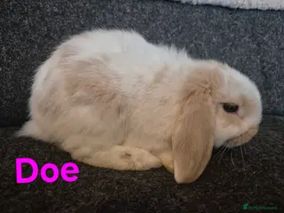Mini Lop rabbits 6 x stunning mini lops - Advert 1