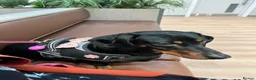 Dachshund dogs for sale: Adult Dachshund female  - Advert 1