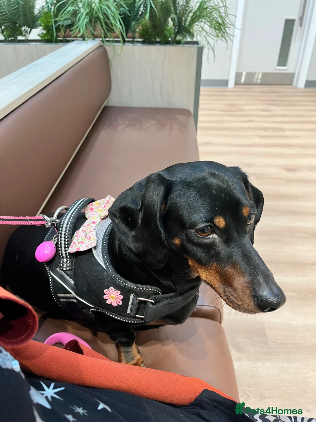 Dachshund dogs for sale: Adult Dachshund female  - Advert 1