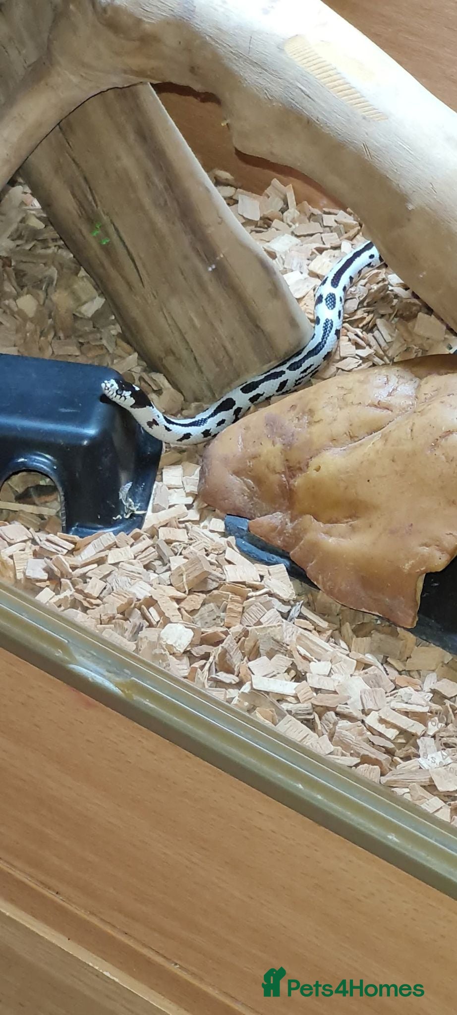 King Snake reptiles California King Snake  - Advert 1