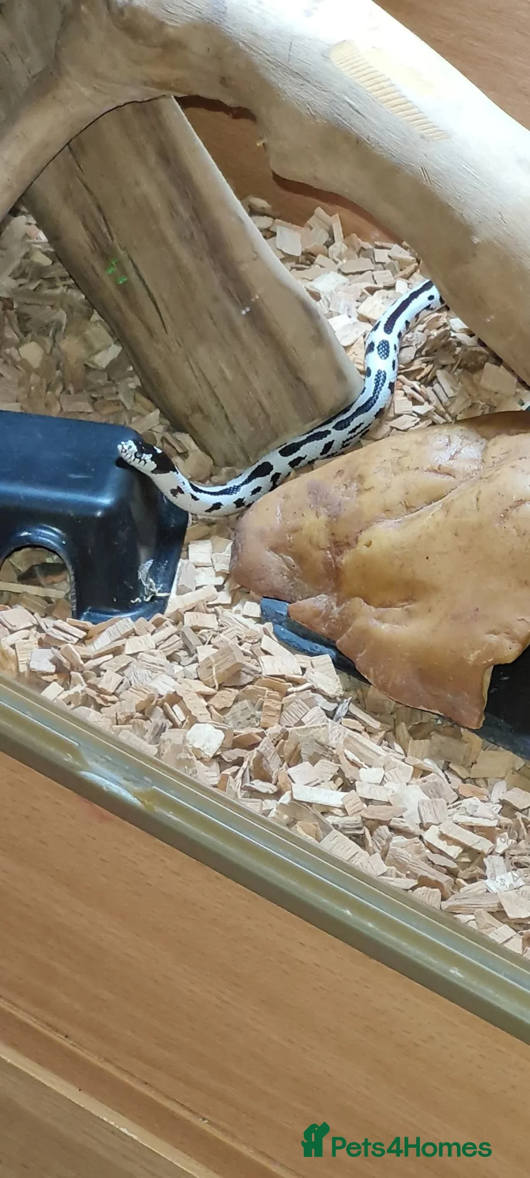 King Snake reptiles for sale: California King Snake  - Advert 1