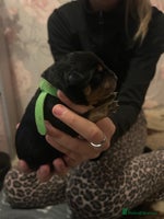 Rottweiler dogs - Advert 2