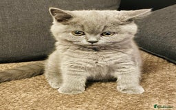 British Shorthair cats for sale: 5  BSH kittens - Image 7