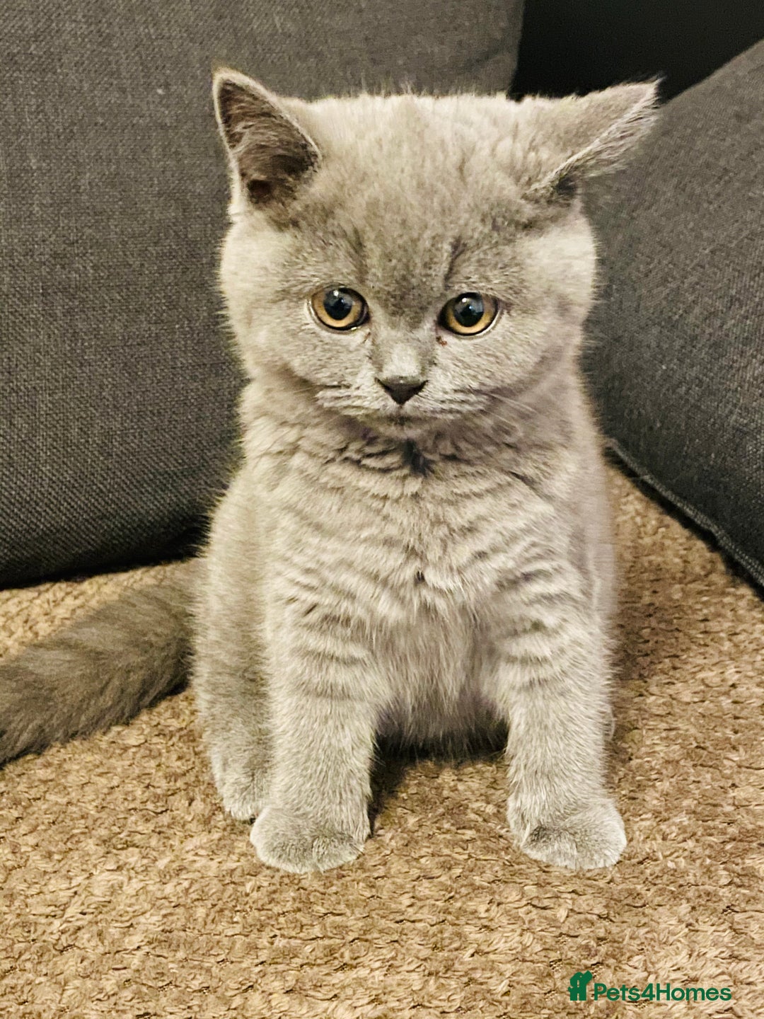 British Shorthair cats for sale: 5  BSH kittens - Image 7