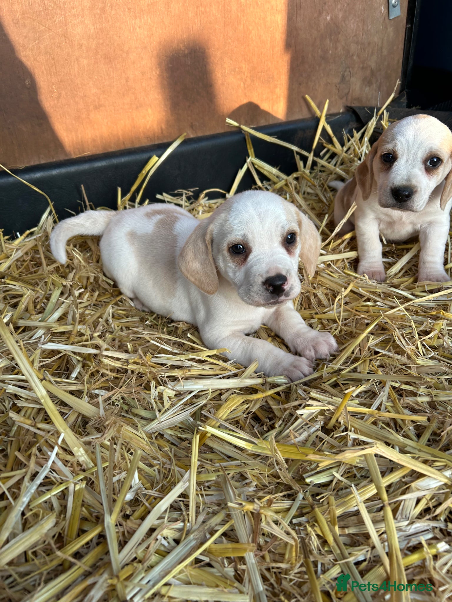 Beagle dogs 2 Beautiful beagle puppies  - Advert 17
