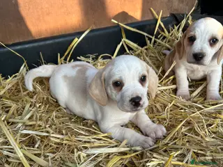 Beagle dogs 2 Beautiful beagle puppies - Advert 17