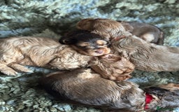 Cocker Spaniel dogs for sale: ✨ Show Cocker Spaniel pups ✨ - Image 13