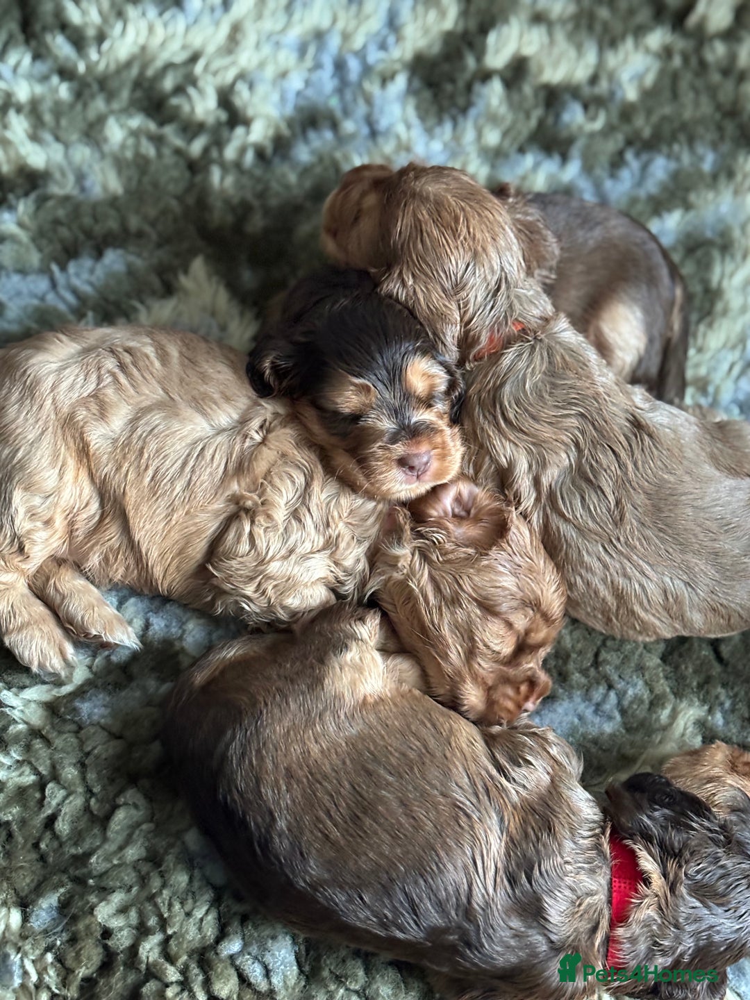 Cocker Spaniel dogs for sale: ✨ Show Cocker Spaniel pups ✨ - Image 13