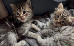 Maine Coon cats for sale: Domestic X Maine coon kittens - Image 4