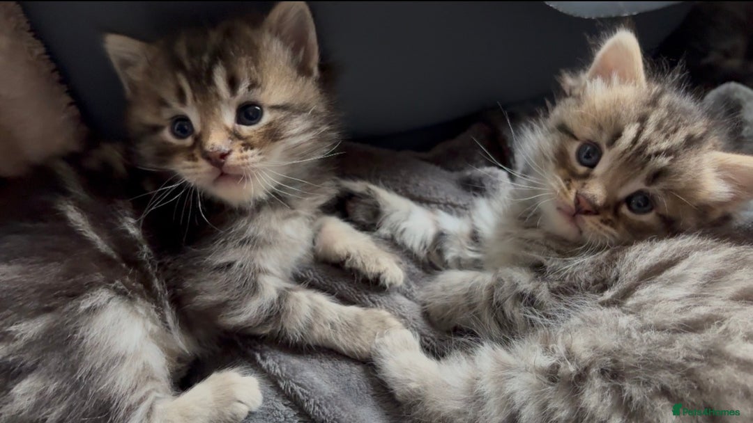 Maine Coon cats for sale: Domestic X Maine coon kittens - Image 4