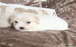 Coton De Tulear dogs for sale: Coton de Tulear puppies  - Image 22