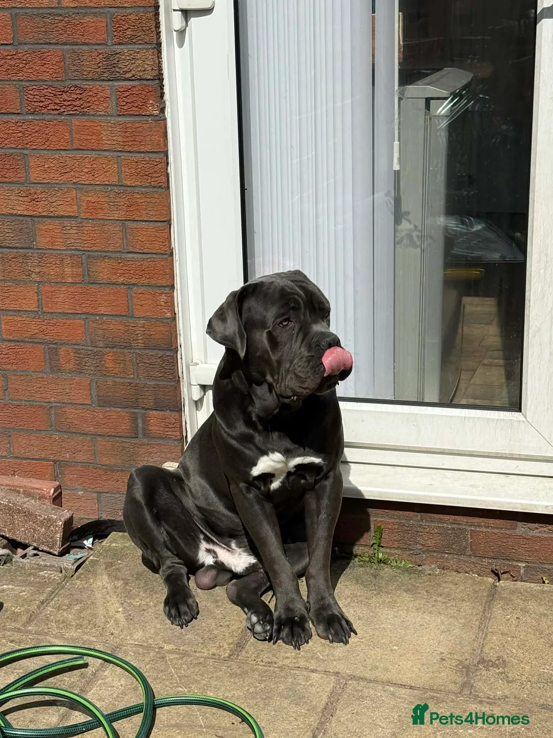 Cane Corso dogs for sale: Gorgeous Male Blue Cane Corso  in Manchester - Advert 2