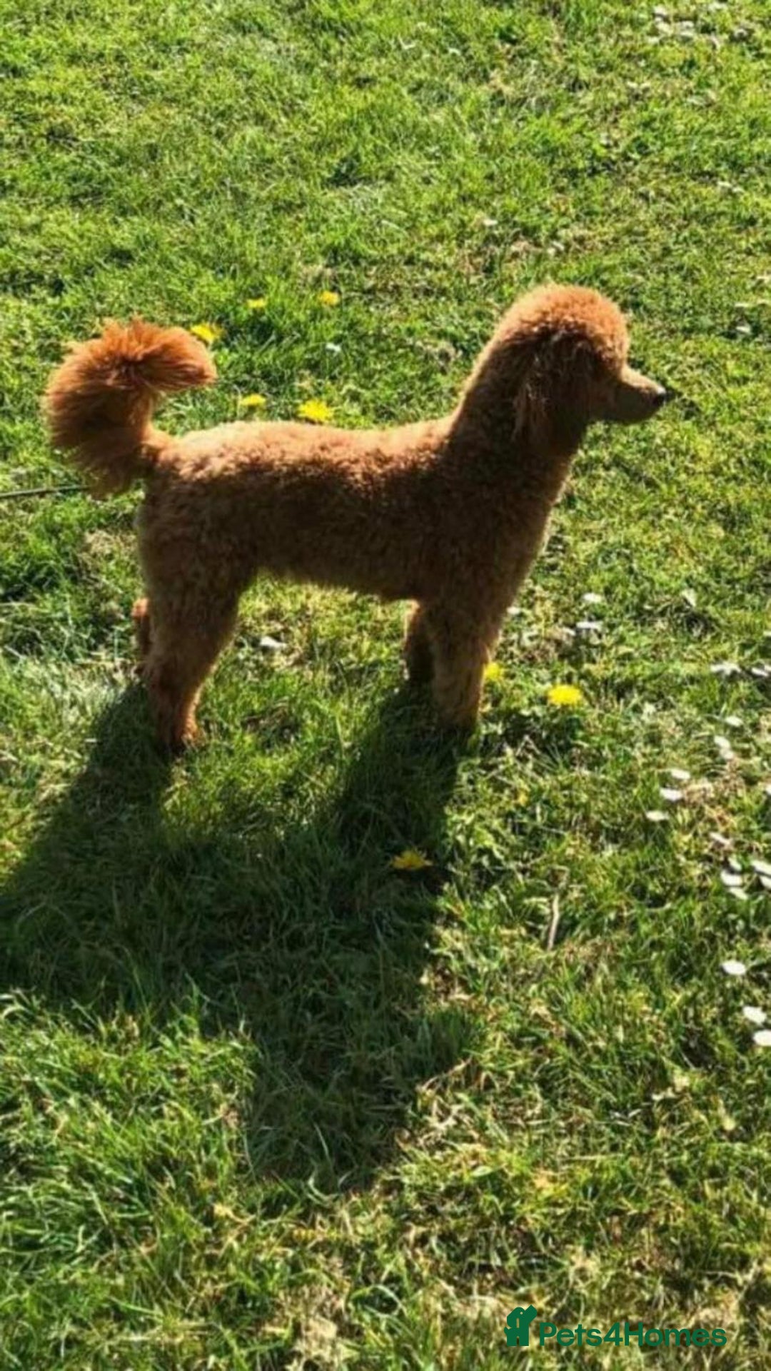 Cockapoo dogs for sale: STUNNING F1 COCKAPOO PUPPIES  - Image 26