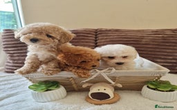 Poochon dogs for sale: 🧸poochon puppies 🧸 - Image 6