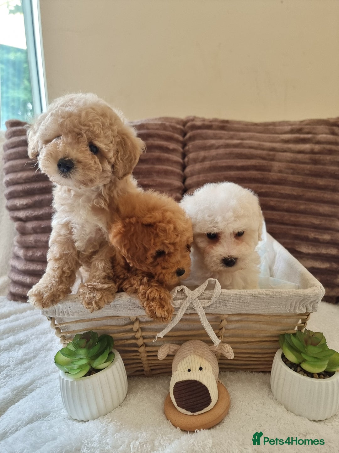 Poochon dogs for sale: 🧸poochon puppies 🧸 - Image 6