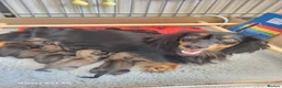 Miniature Dachshund dogs for sale: 🌟 Miniature LH Dachshund Puppies 🌟  - Advert 32
