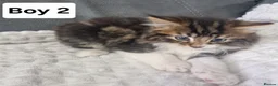 Siberian cats for sale: Lovely kittens in Ashford - Advert 10