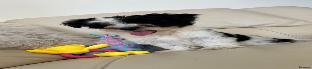 Biewer Terrier Girl 1 🐶🩷